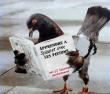 Un-pigeon (revbolt) Photo