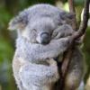 babble  par google, unique. - last post by Nico Ala