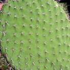 Cactus33