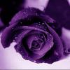 Rose.Purple.25
